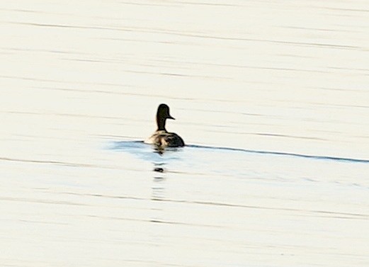 Lesser Scaup - ML499054921