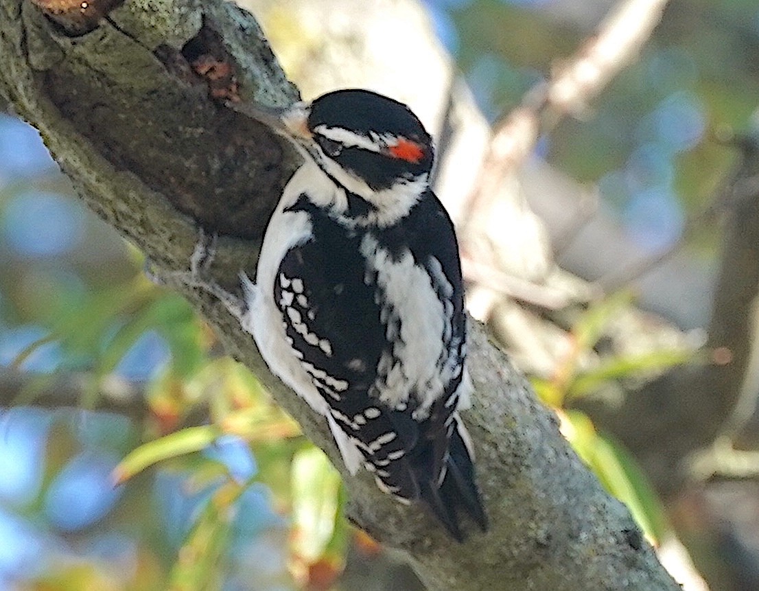 Hairy Woodpecker - ML499055031