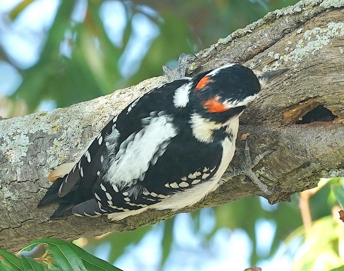 Hairy Woodpecker - ML499055041