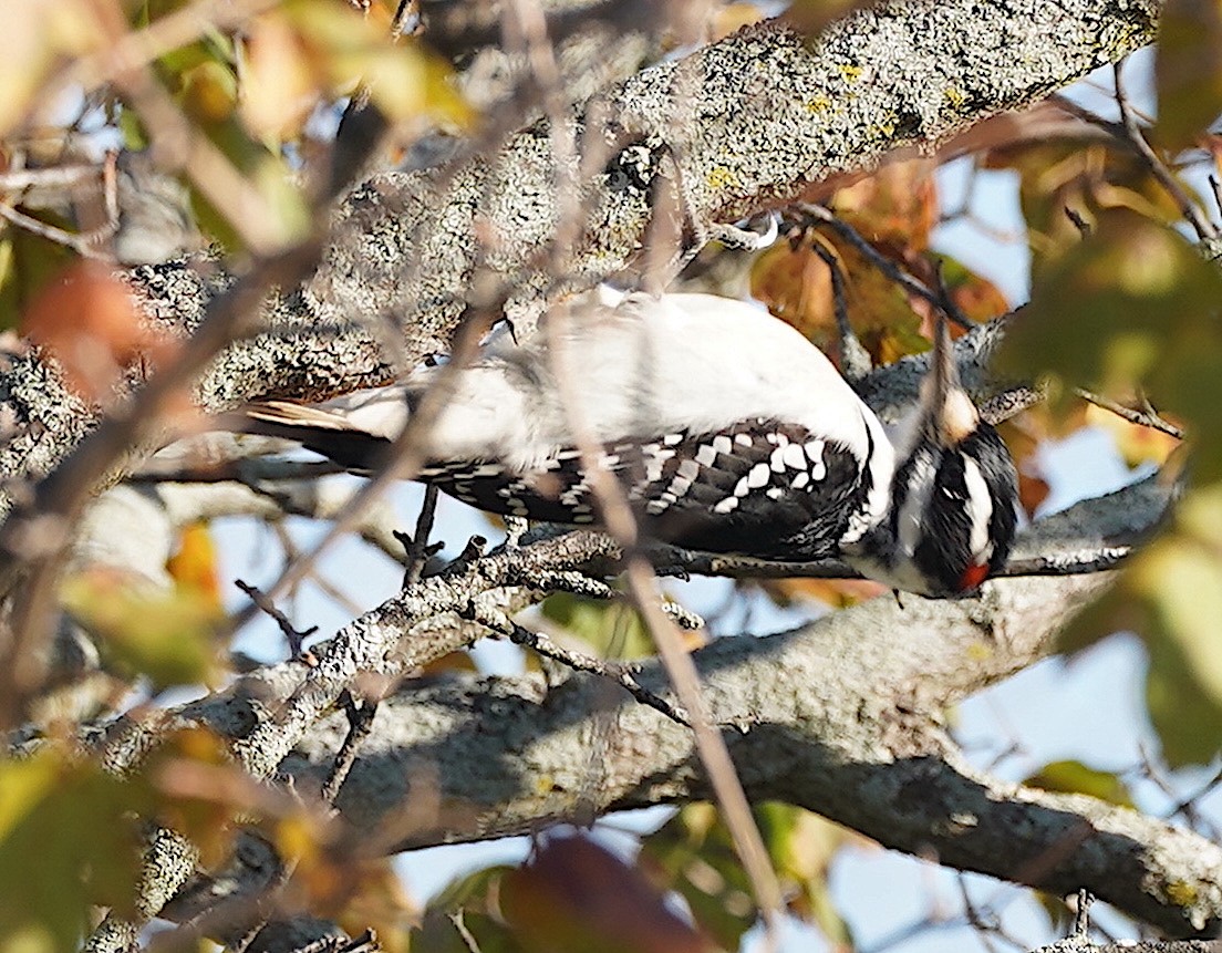 Hairy Woodpecker - ML499055051