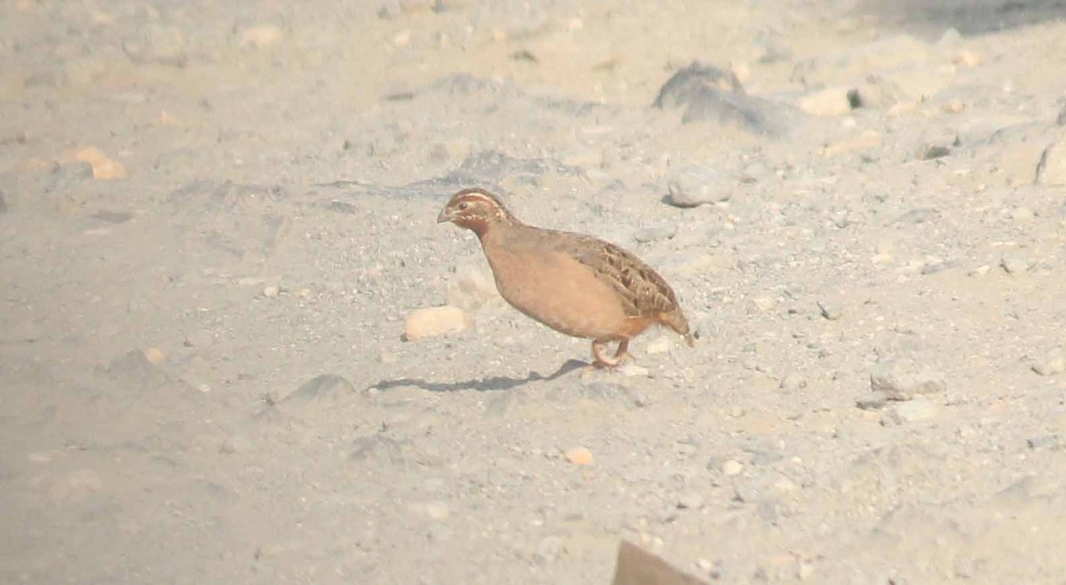 Jungle Bush-Quail - Shanmugam Kalidass