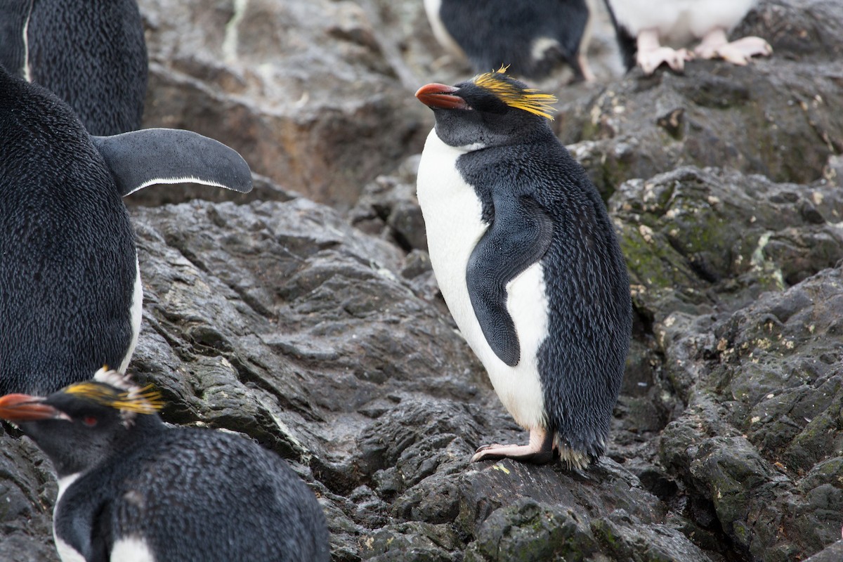 Macaroni Penguin - Bernat Garrigos