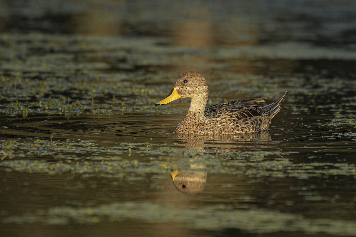 Yellow-billed Pintail - Mauricio  Silvera