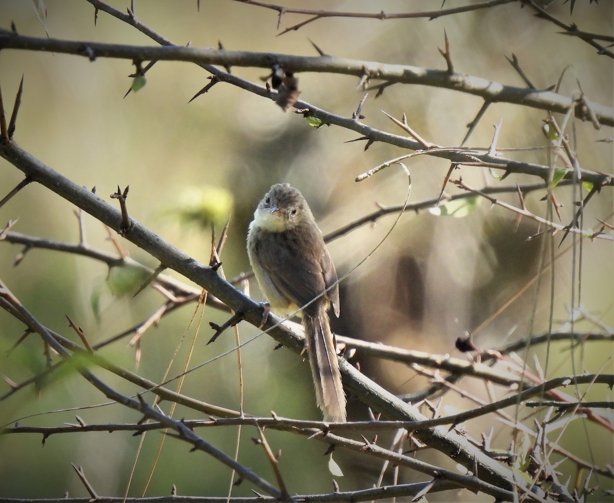 Prinia del Himalaya - ML499059171