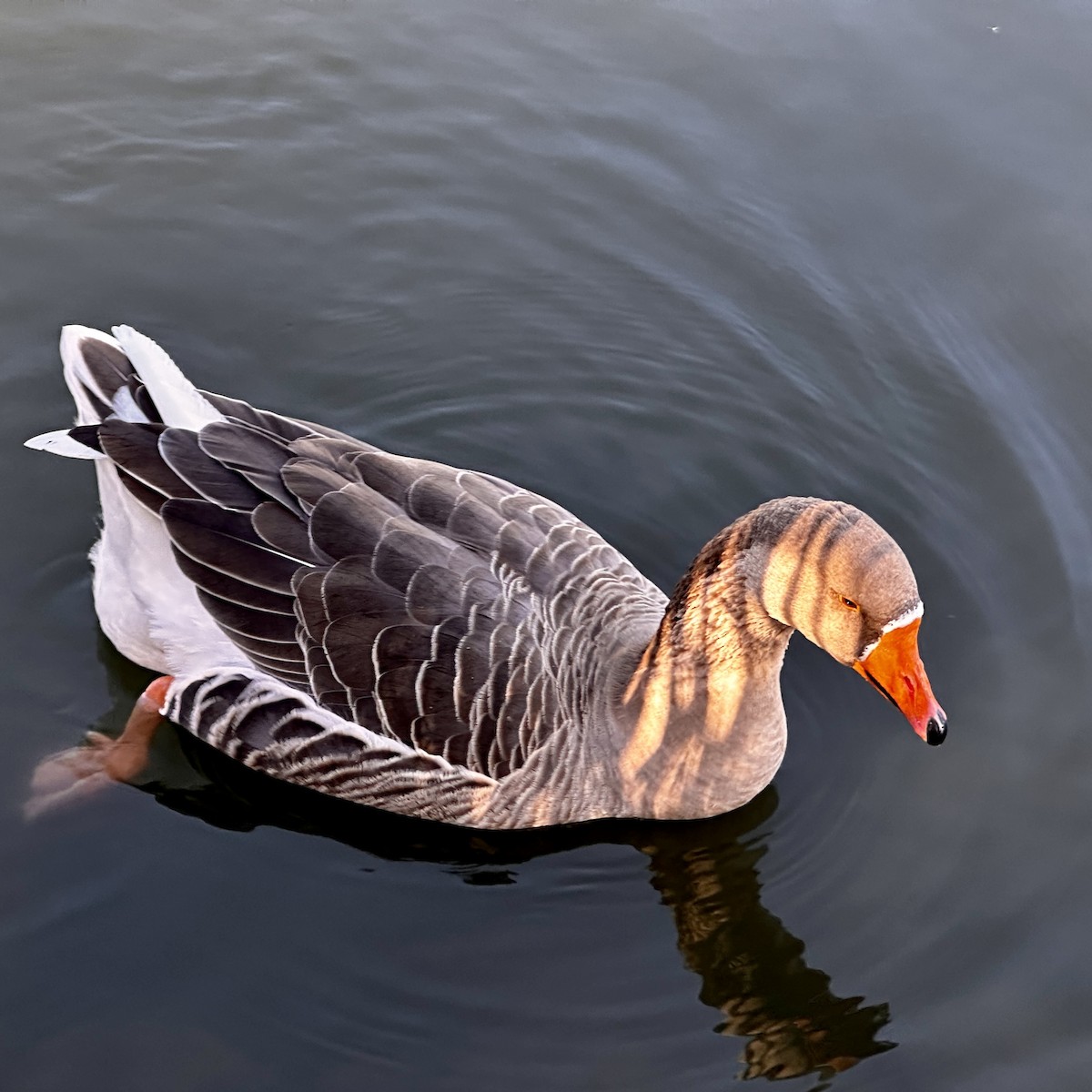 Graylag Goose (Domestic type) - ML499059261