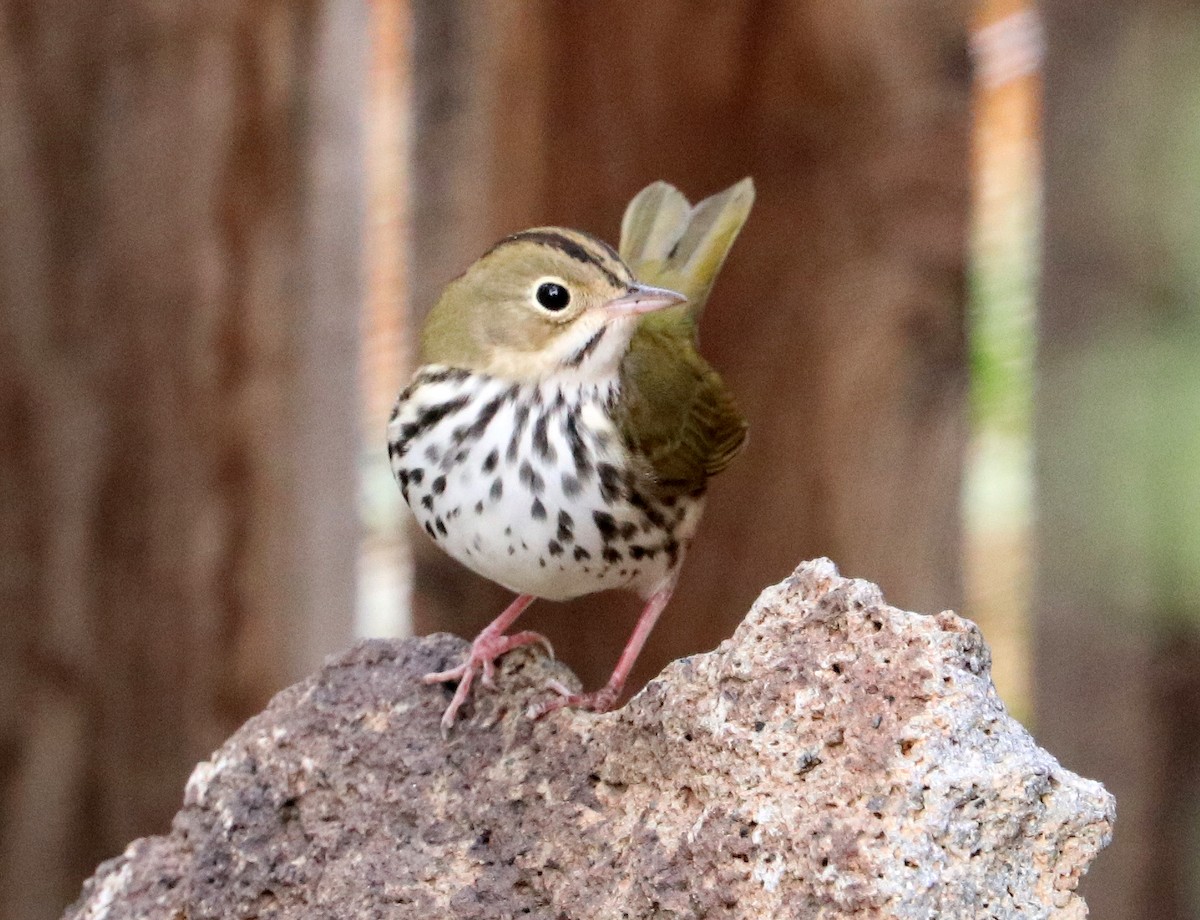 Ovenbird - ML499059481