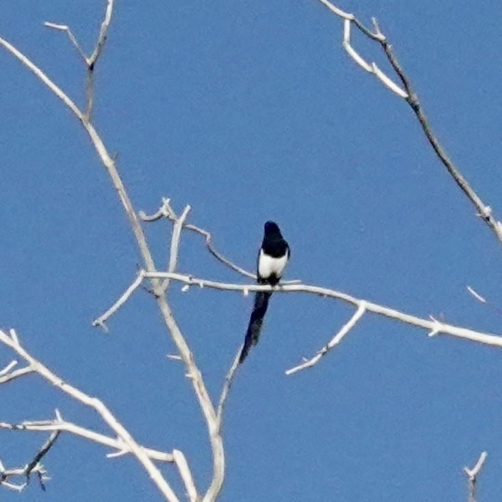 Black-billed Magpie - ML499059741