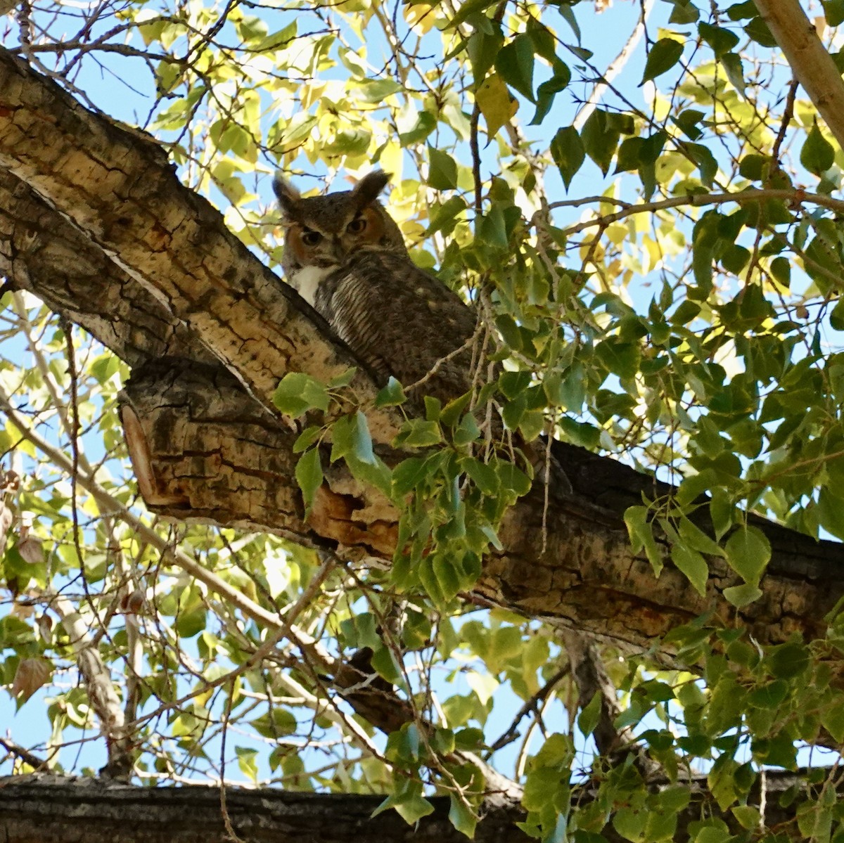 Great Horned Owl - ML499059851