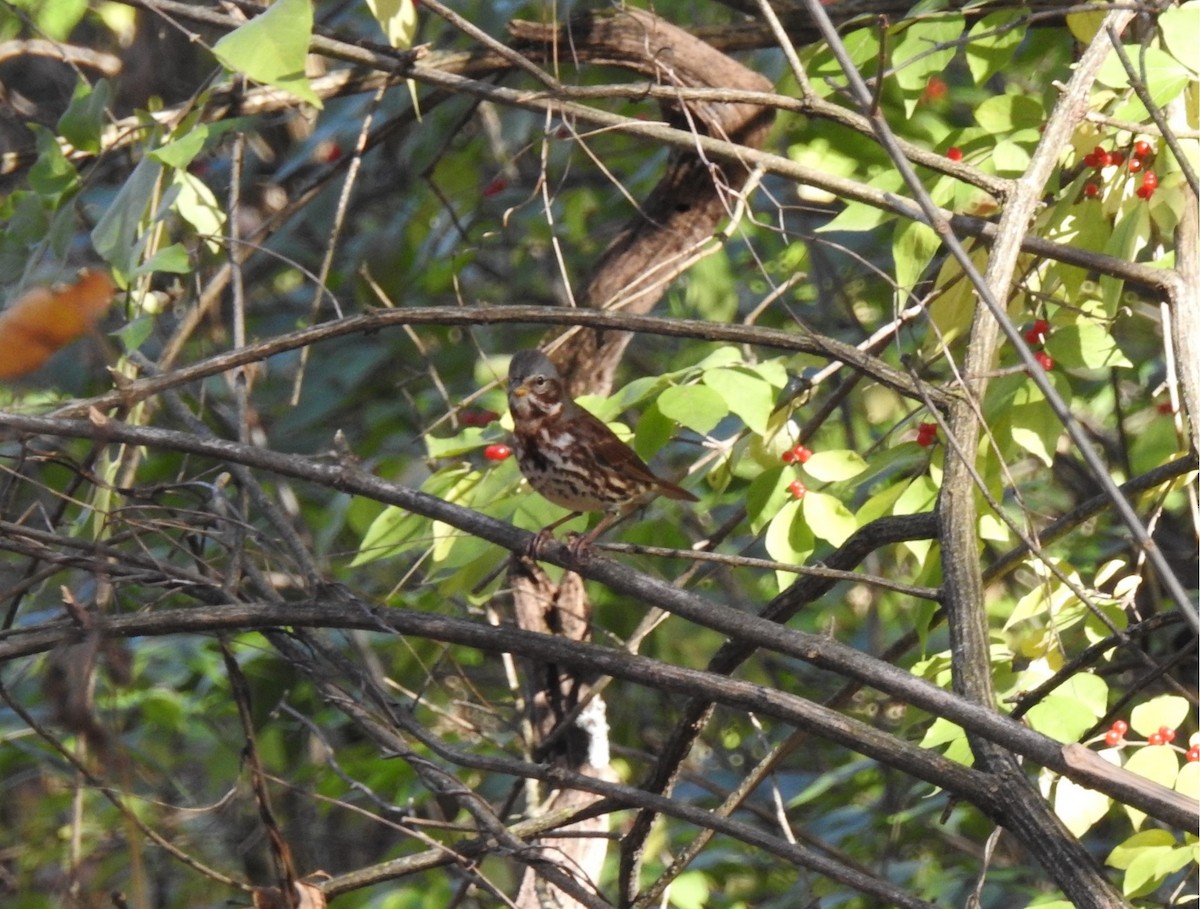 Fox Sparrow - ML499059861