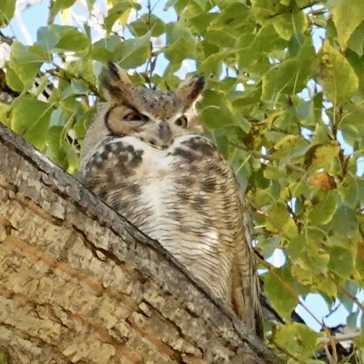 Great Horned Owl - ML499059881