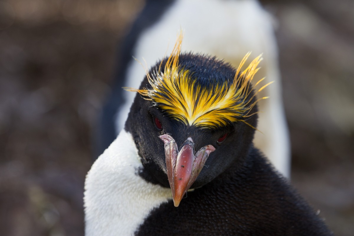 Macaroni Penguin - Bernat Garrigos