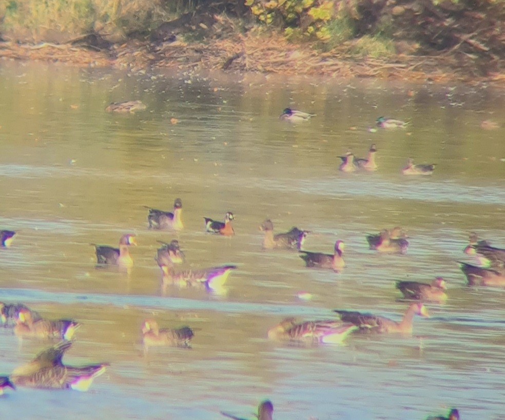 Red-breasted Goose - ML499060661