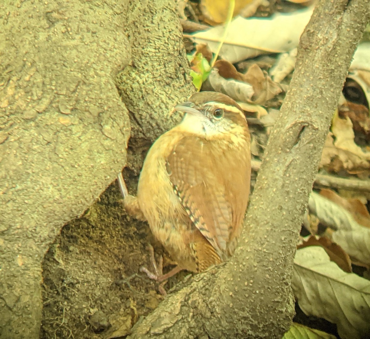 Carolina Wren - Evgenia Ilinishnaya