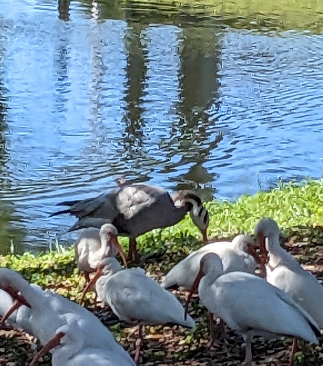 Bar-headed Goose - ML499062131