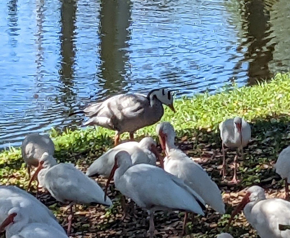 Bar-headed Goose - Hugh Whelan