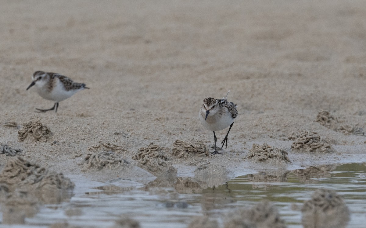 Little Stint - ML499062251