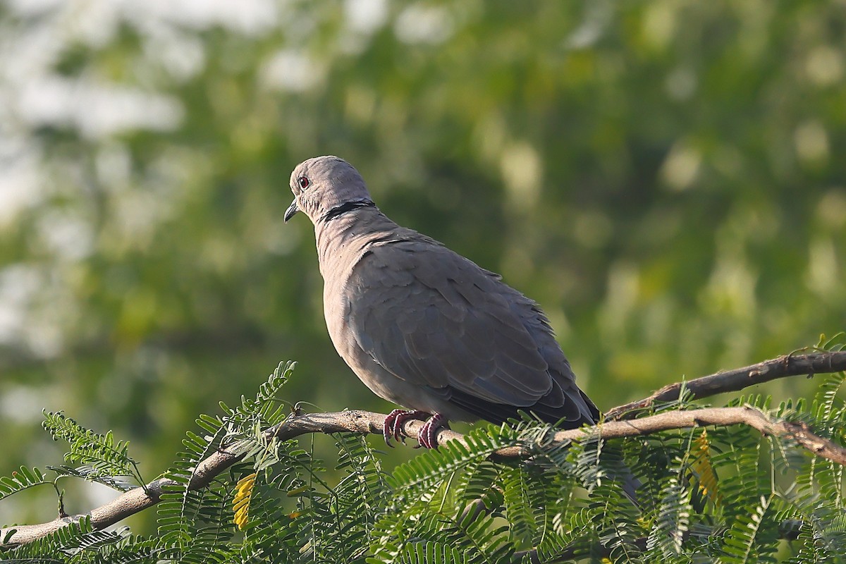 Eurasian Collared-Dove - ML499065591