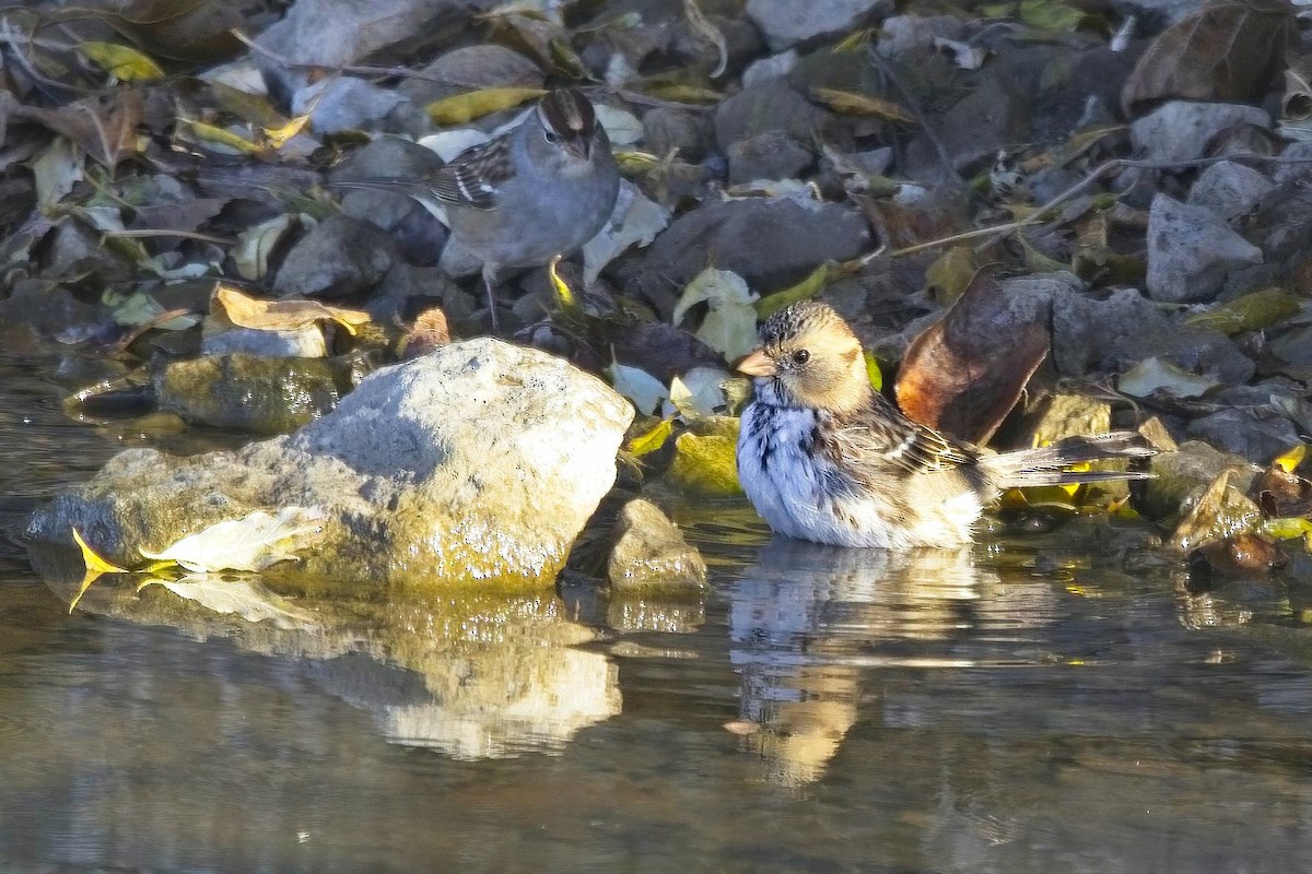 Harris's Sparrow - ML499065641