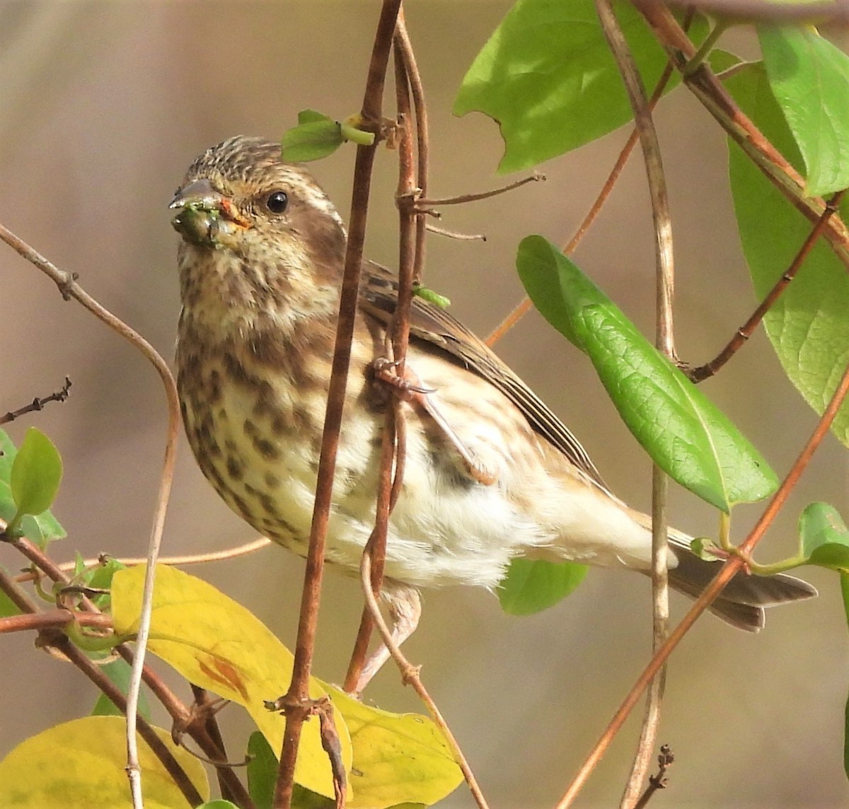 Purple Finch - ML499066031