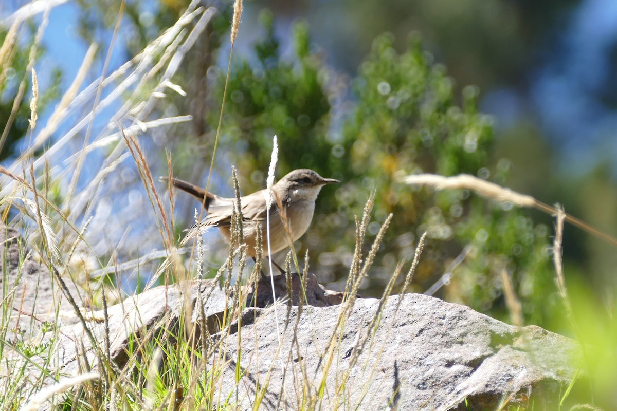 Cream-winged Cinclodes - ML499066481