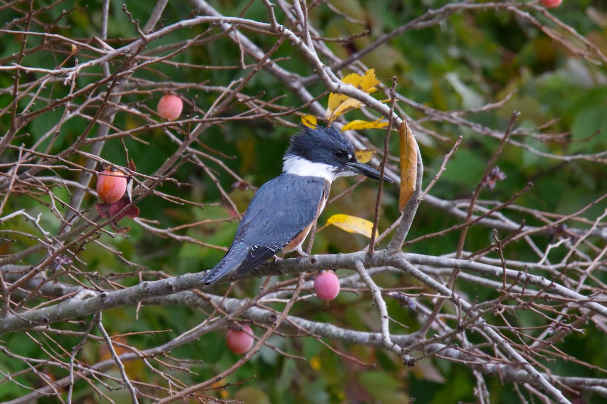 Belted Kingfisher - ML499069091