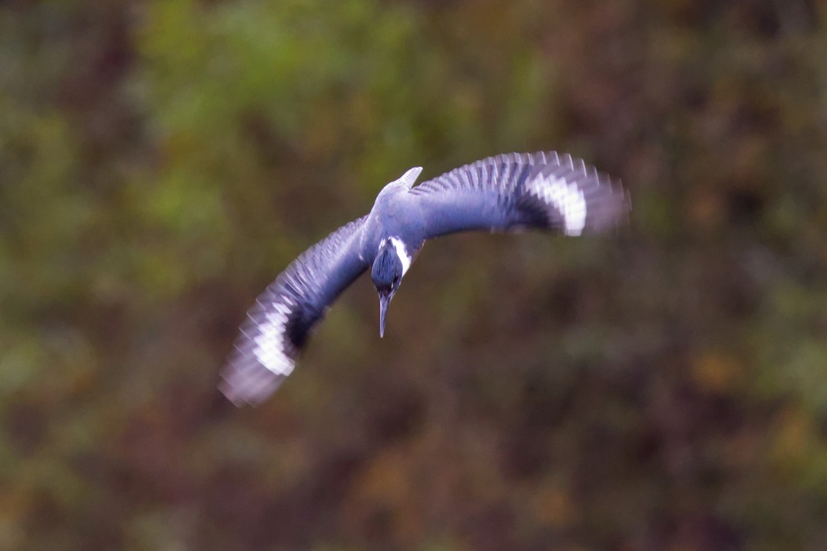 Belted Kingfisher - ML499069101