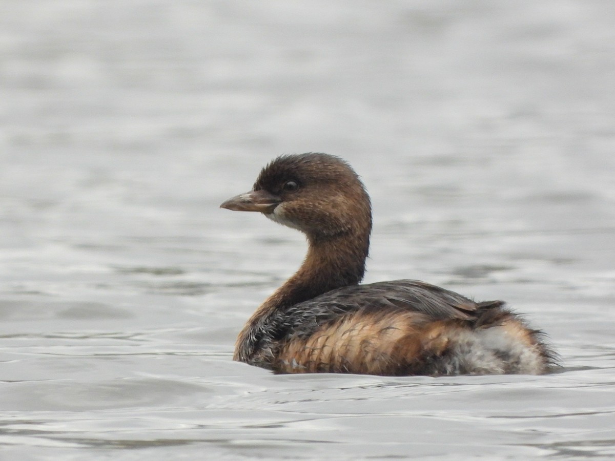 Pied-billed Grebe - Justin Flint