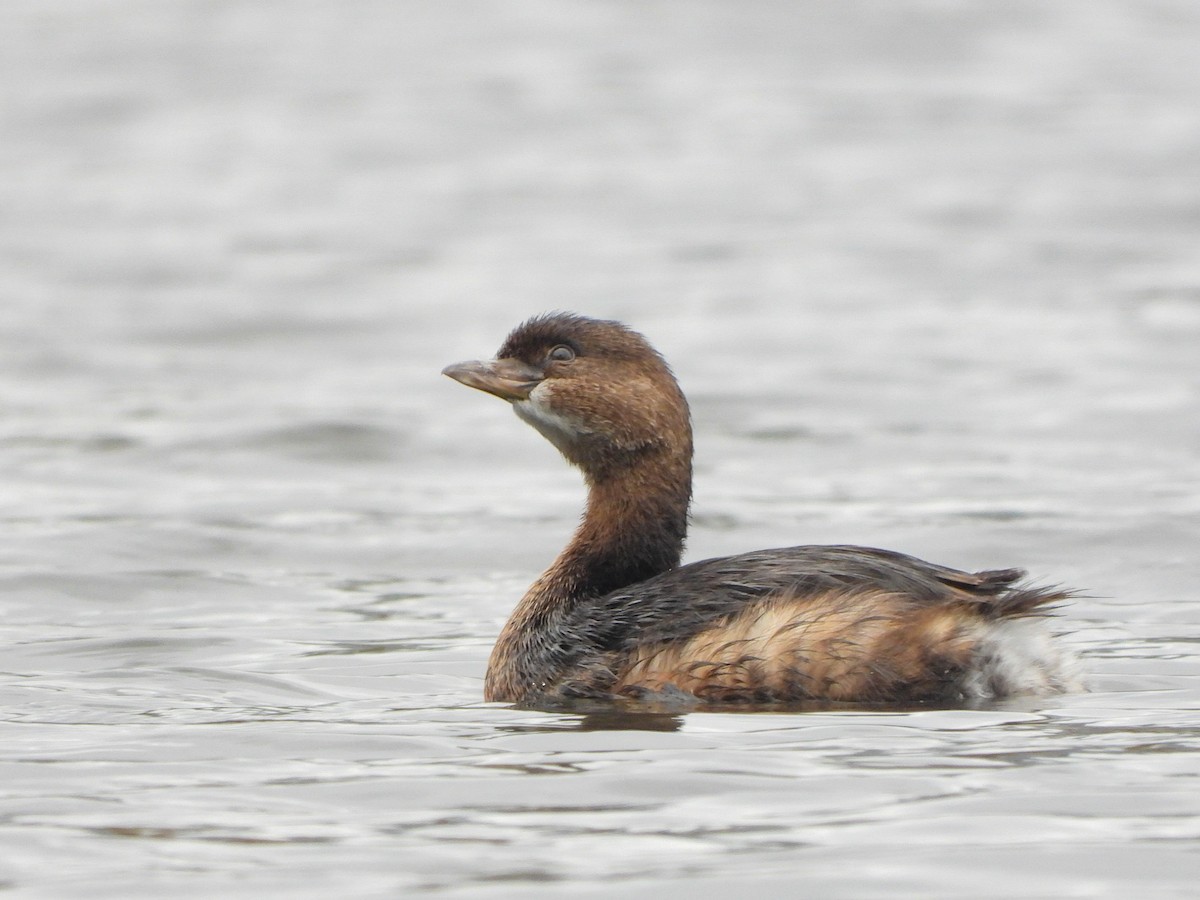 Pied-billed Grebe - ML499070891