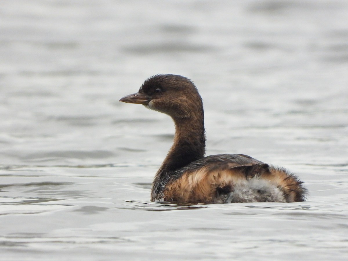 Pied-billed Grebe - ML499070901