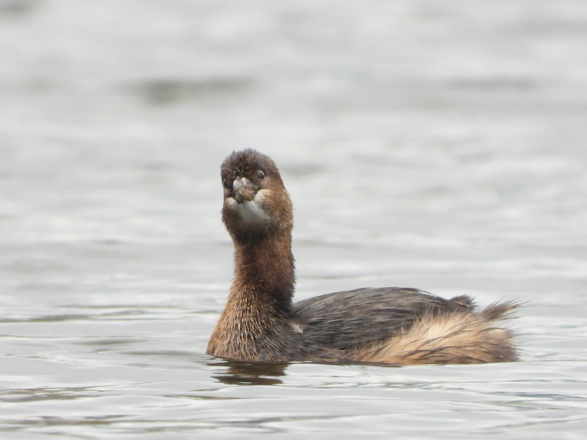 Pied-billed Grebe - ML499070911