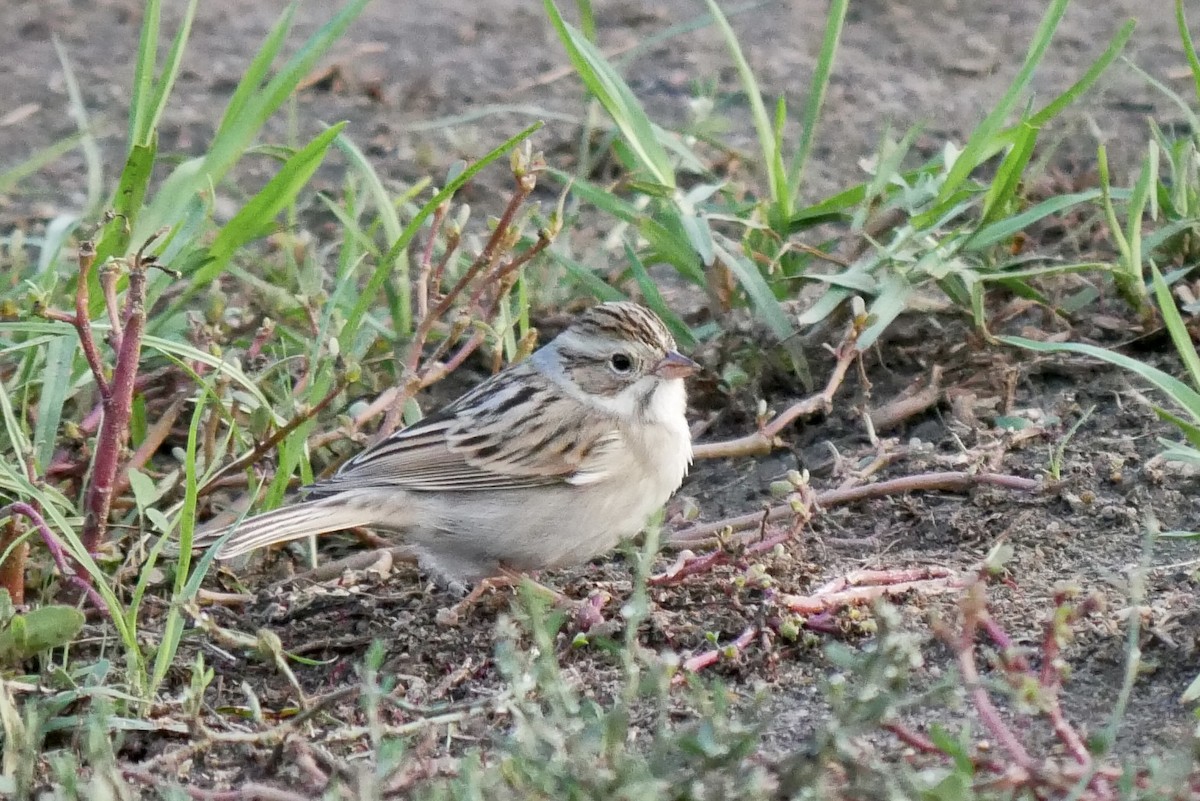 Clay-colored Sparrow - ML499072571
