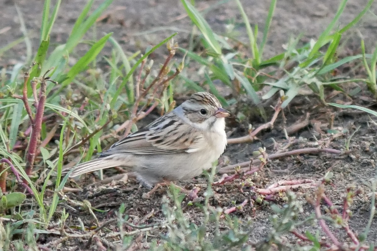 Clay-colored Sparrow - ML499072581