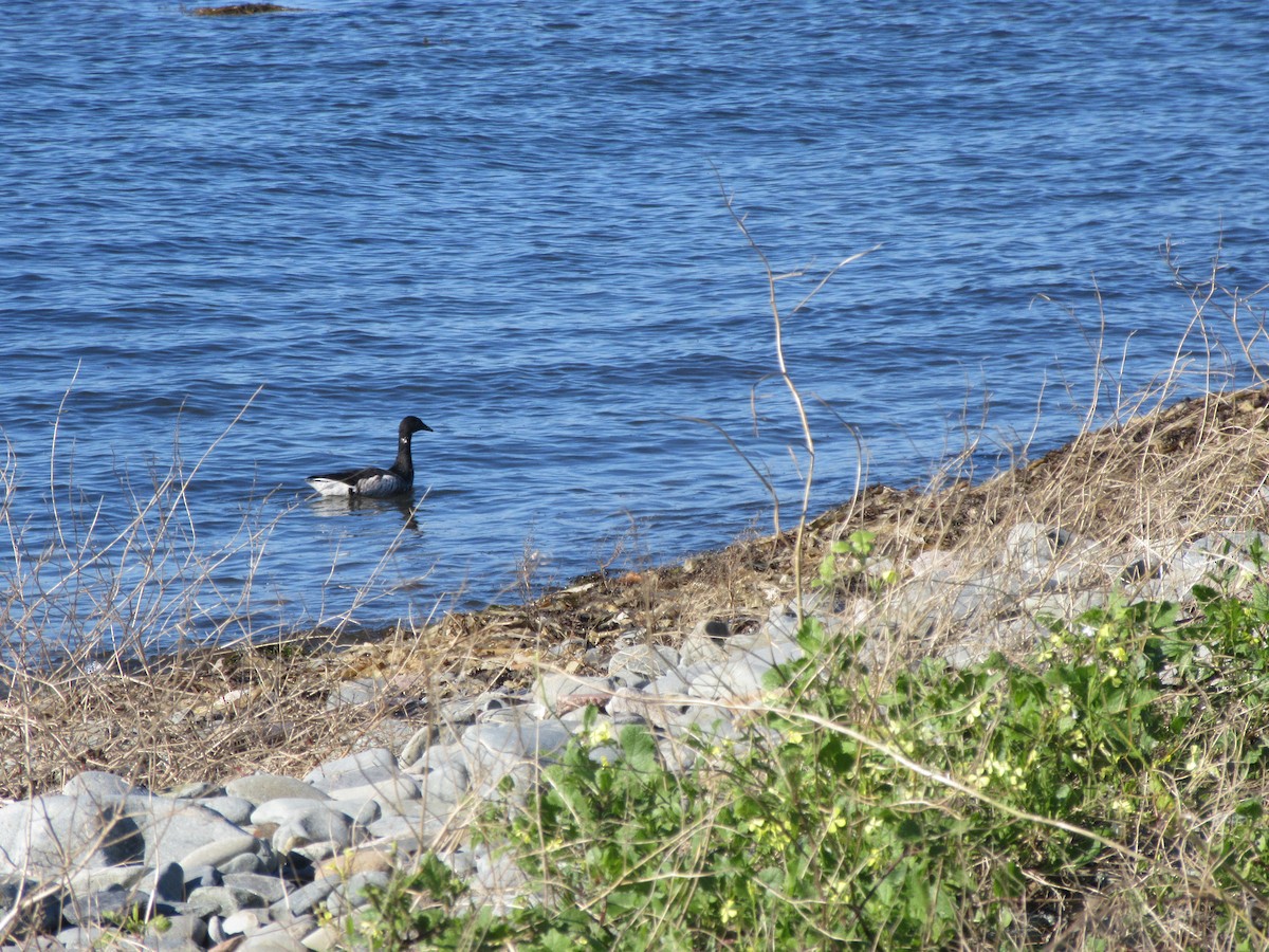 Brant (Atlantic) - Brodie Badcock-Parks