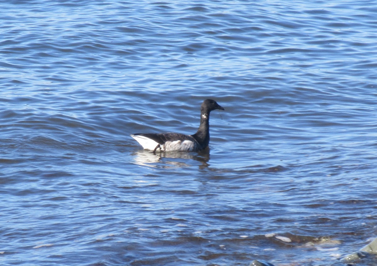 Brant (Atlantic) - ML499073291