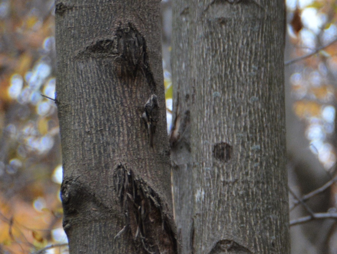 Brown Creeper - ML499074771