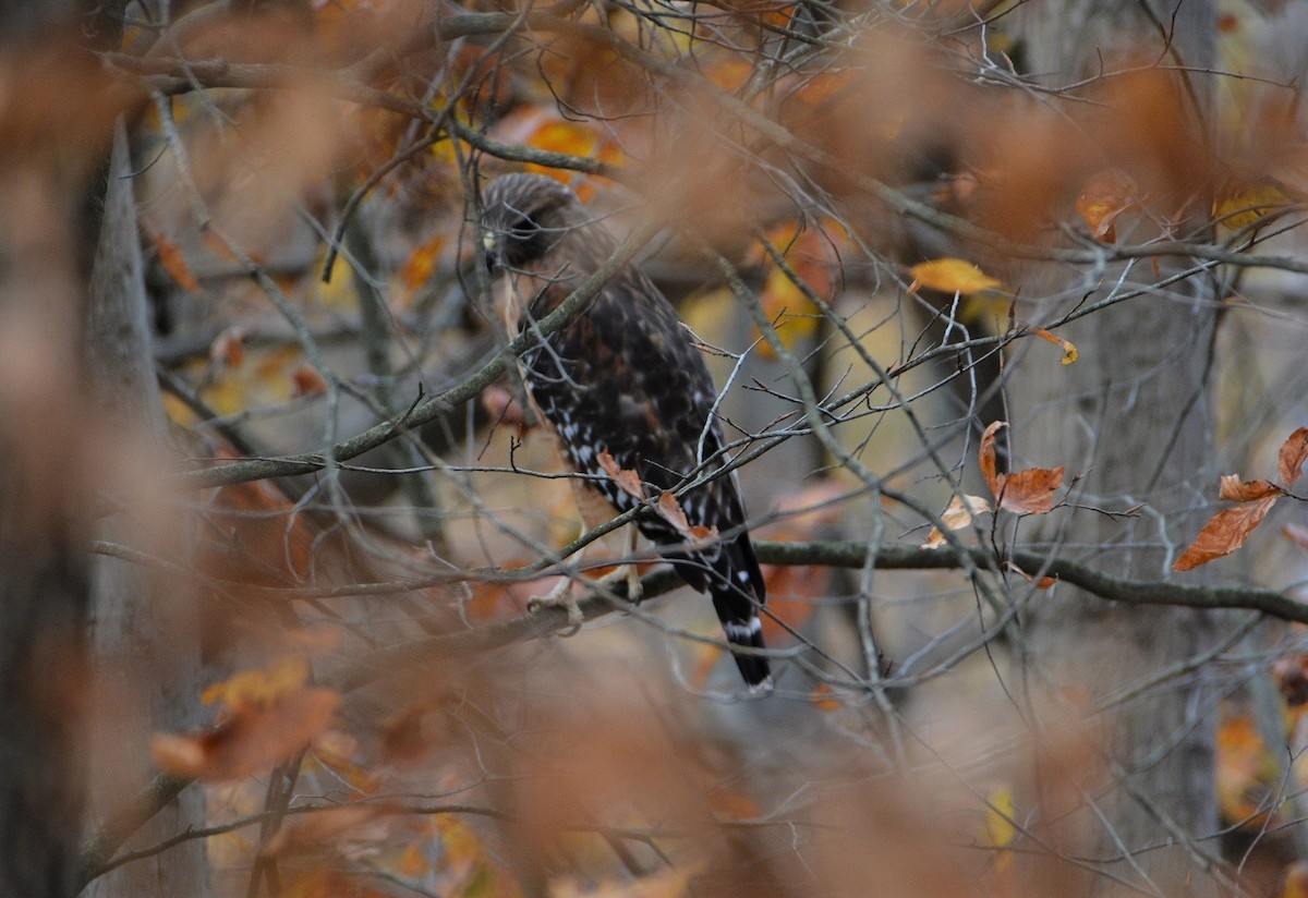 Red-shouldered Hawk - ML499074831