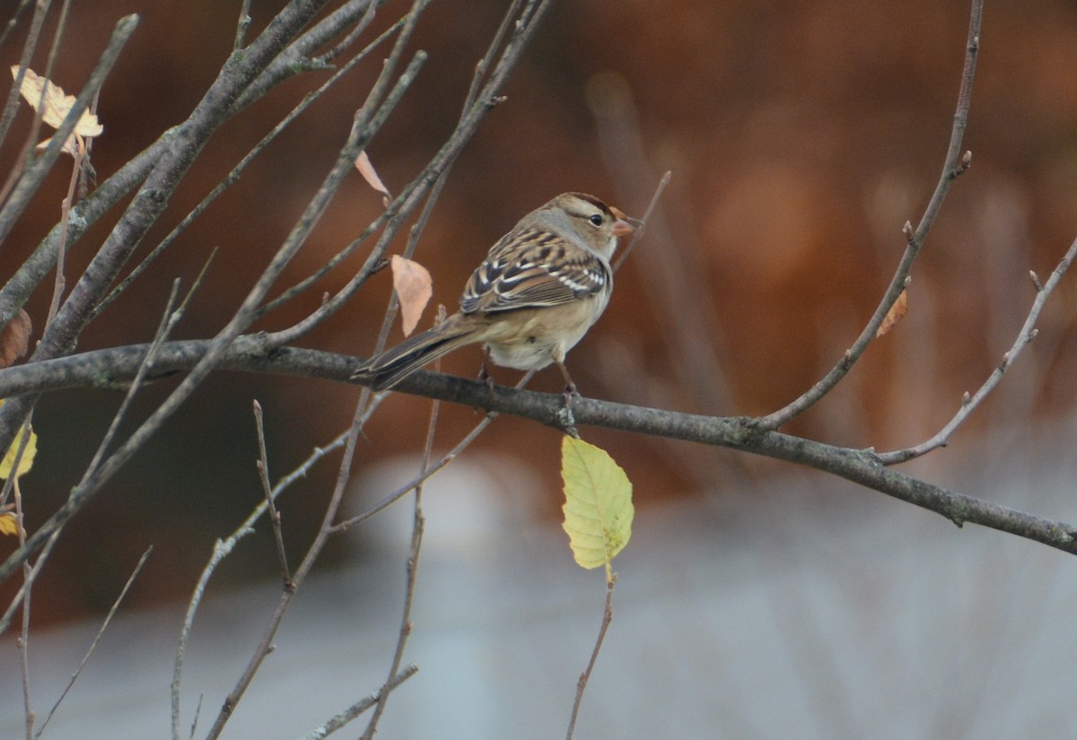 Bruant à couronne blanche - ML499074971