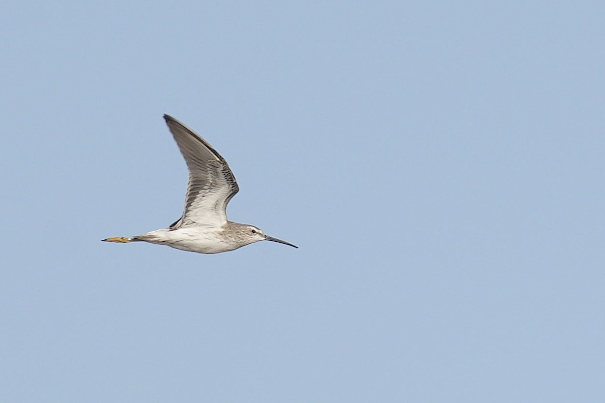 Stilt Sandpiper - Jorge Claudio Schlemmer