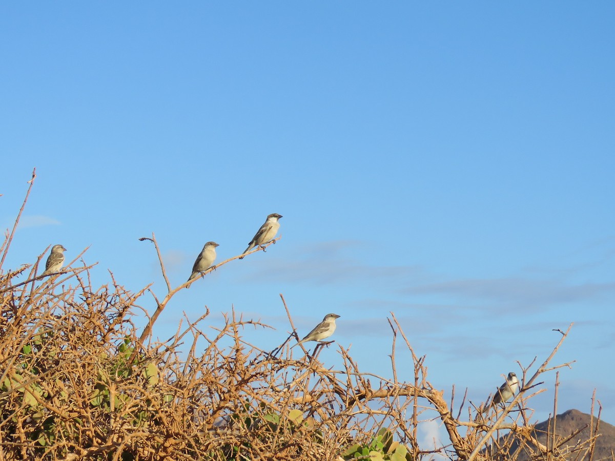 Abd al Kuri Sparrow - ML499076621