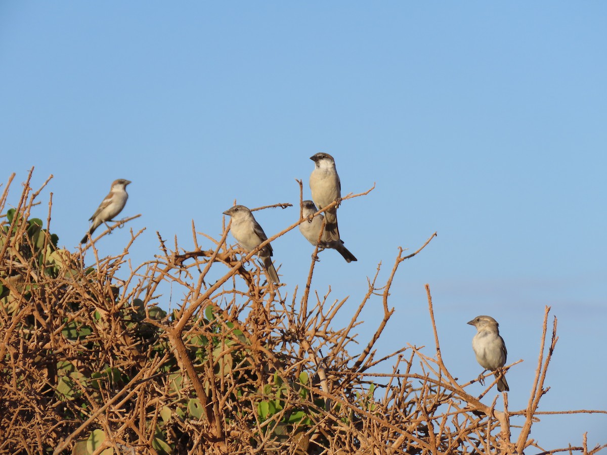 Moineau d'Abd-al-Kuri - ML499076631