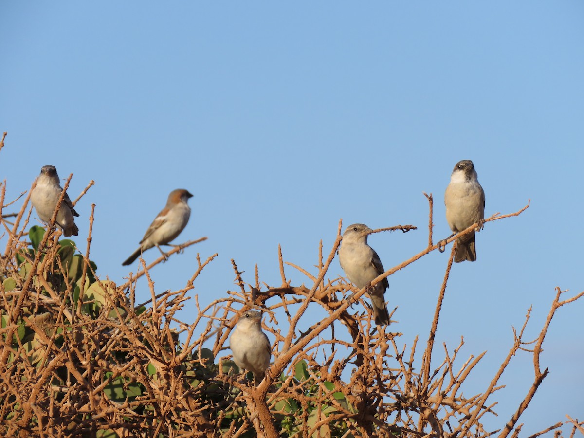 Moineau d'Abd-al-Kuri - ML499076641