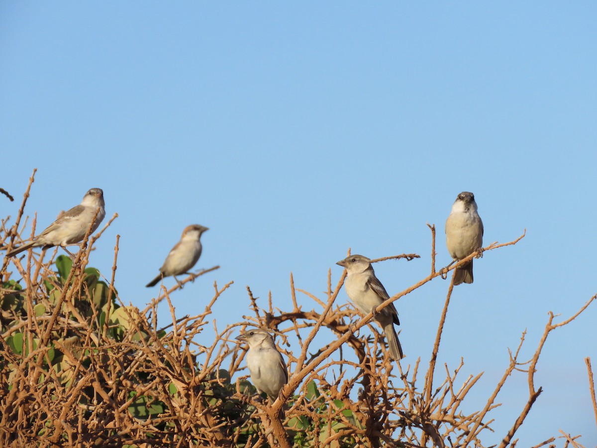 Abd al Kuri Sparrow - ML499076651