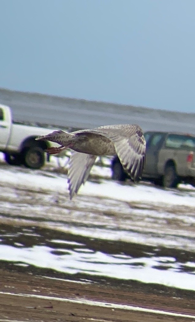 Herring x Glaucous Gull (hybrid) - ML499077531