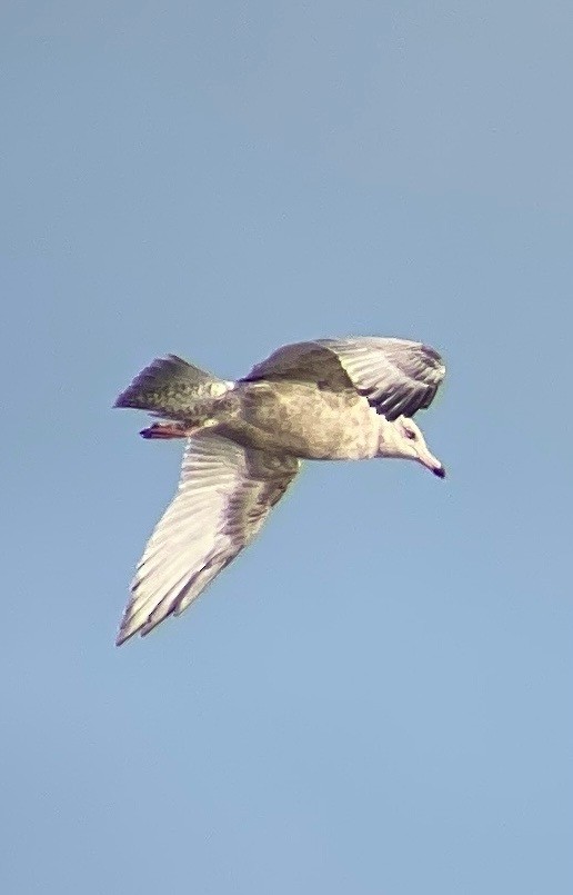 Herring x Glaucous Gull (hybrid) - ML499077571