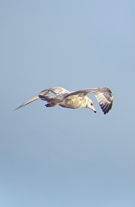 Herring x Glaucous Gull (hybrid) - ML499077581