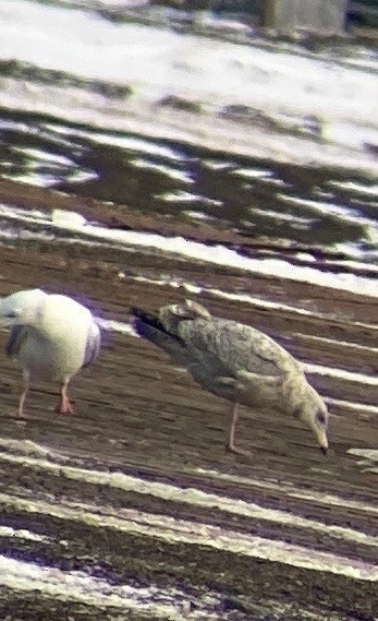 Herring x Glaucous Gull (hybrid) - ML499077671