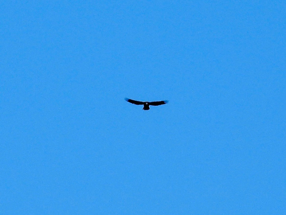 Hook-billed Kite - ML499078411