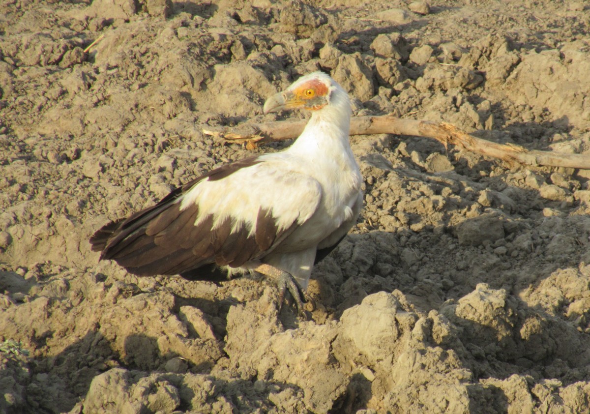 Palm-nut Vulture - Jonathan W. 🕊