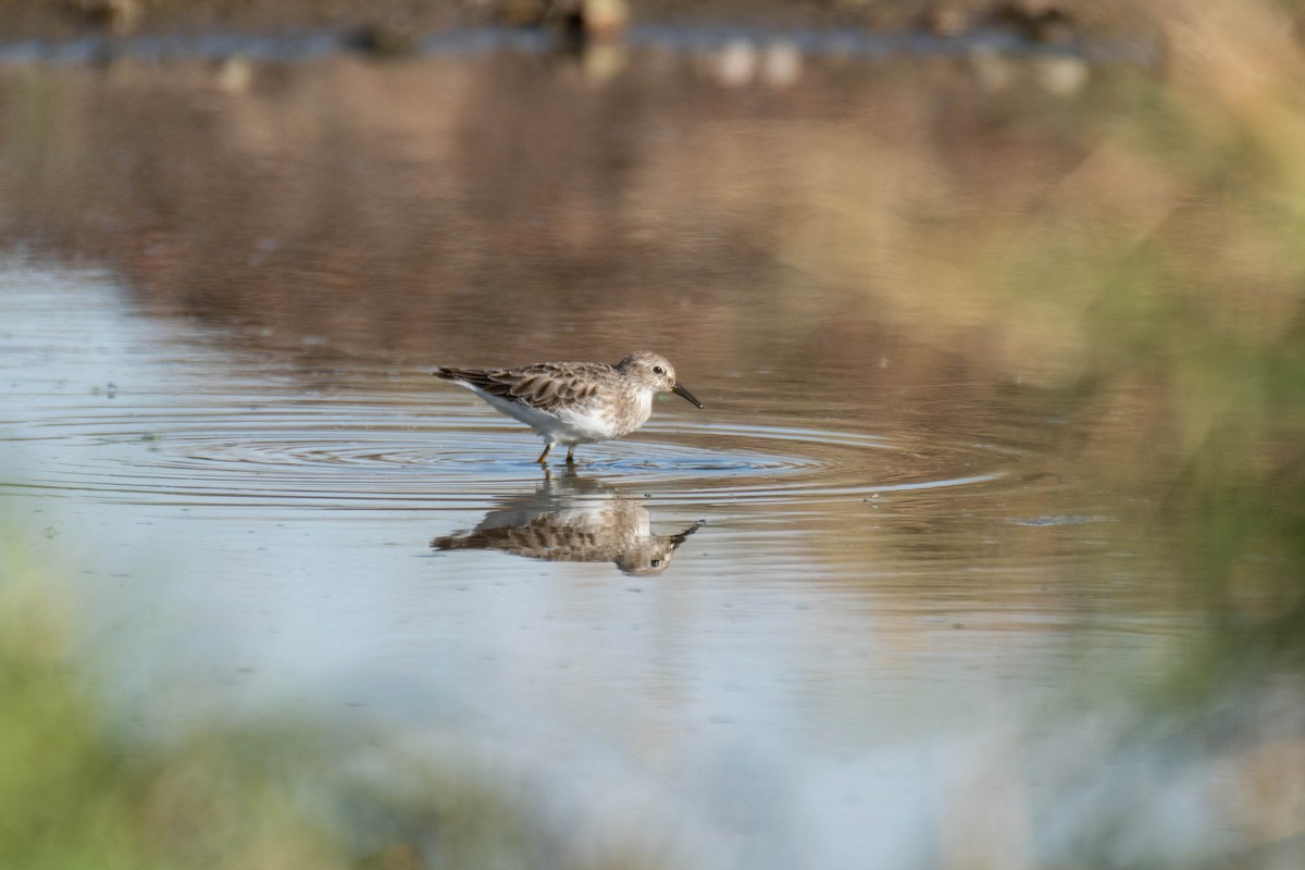 Least Sandpiper - ML499080111