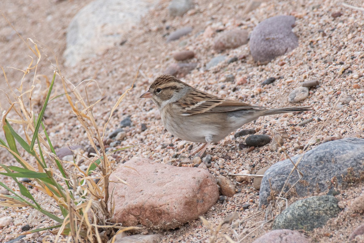 Chipping Sparrow - ML499080191